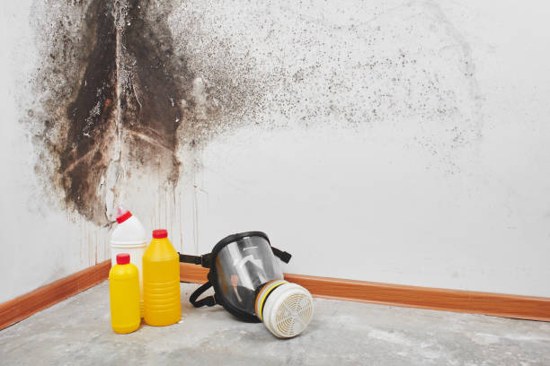 Best Toxic Mold Removal  in La Porte, TX