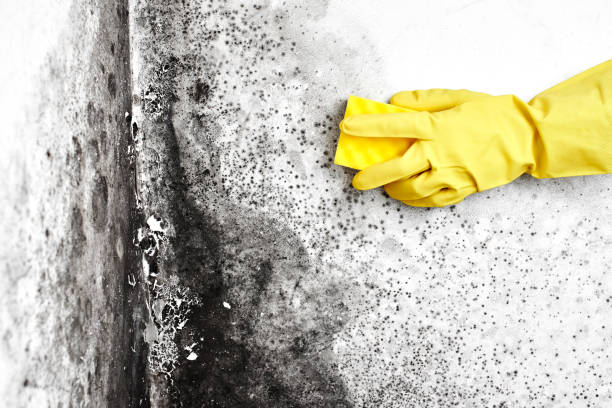 Best Attic Mold Removal  in La Porte, TX