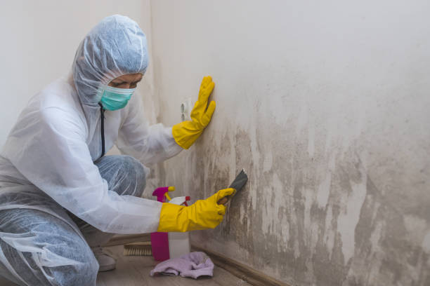 Best Residential Mold Removal  in La Porte, TX