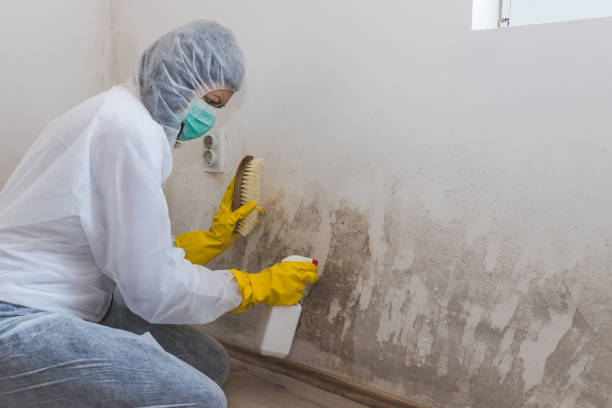 Best Certified Mold Removal  in La Porte, TX