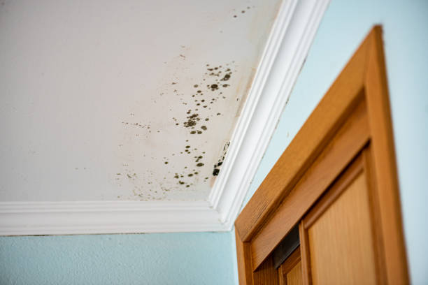 Best Home Mold Removal  in La Porte, TX