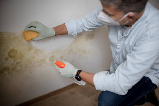Best Commercial Mold Removal  in La Porte, TX