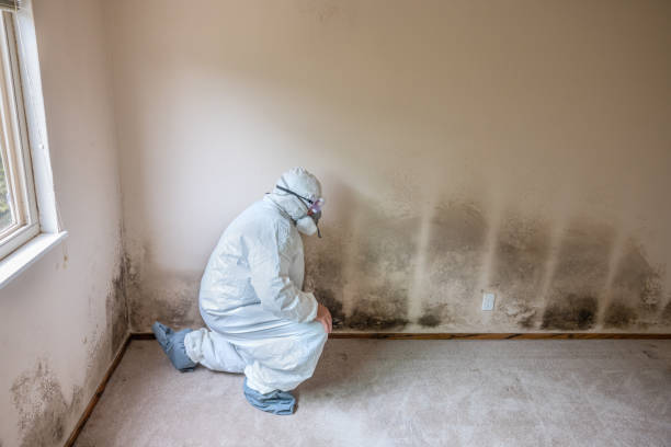 Best Commercial Mold Removal  in La Porte, TX