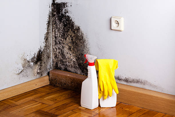 Best Mold Damage Repair  in La Porte, TX