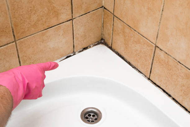 Best Residential Mold Removal  in La Porte, TX